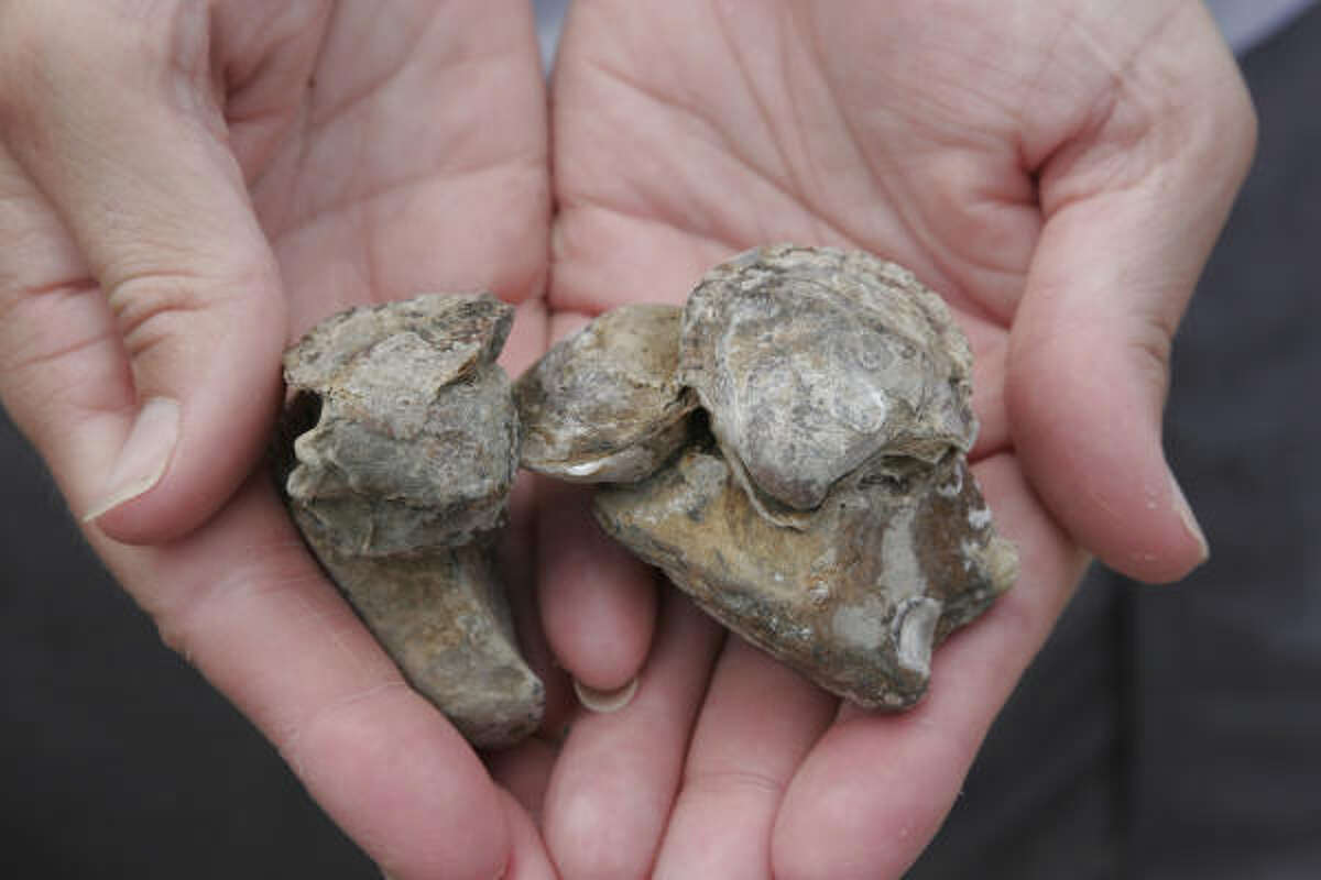 Algae bloom closes Galveston Bay to oyster fishing