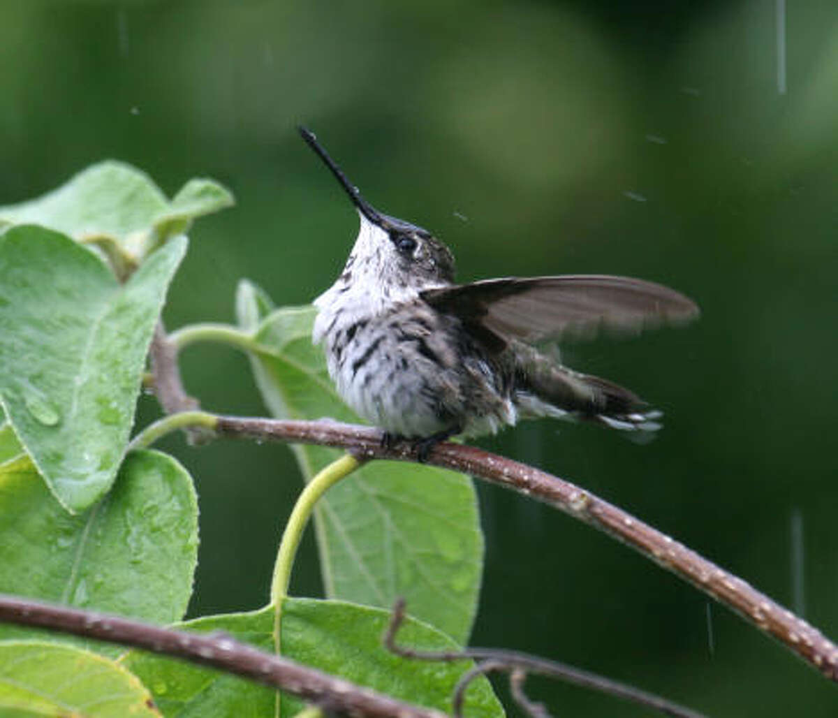 Hummingbirds of Houston