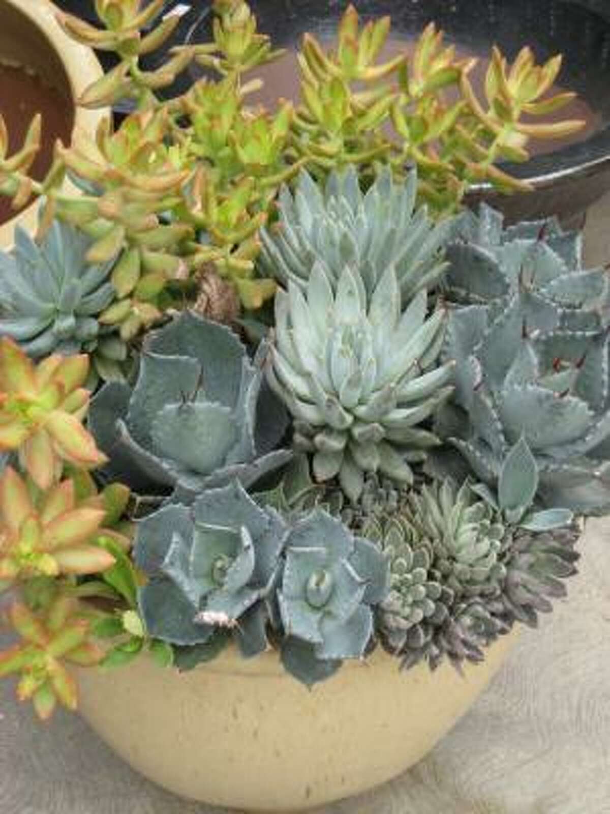 Small agaves echo the blue of echeverias and contrast with yellow Sedum adolphi, which in turn repeats the color of the bowl. Design by Karen Haataja. Container gardens: Succulents go chic | More easy and elegant succulent containers | Spruce up succulents with beach glass | Search succulents in the Houston Plant Database | Submit your garden photos | HoustonGrows.com