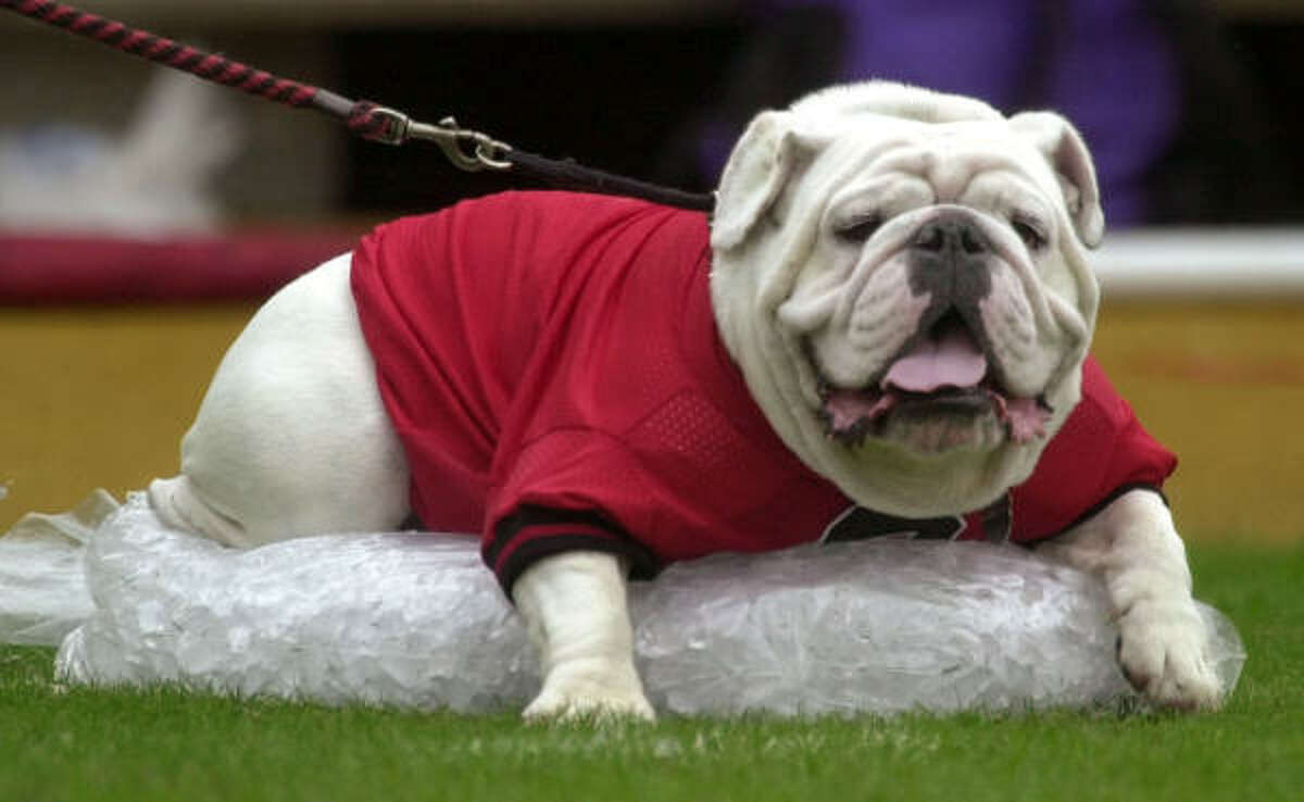 Bulldog Noteworthy schools: Butler University, Yale University, University of Georgia and Gonzaga University