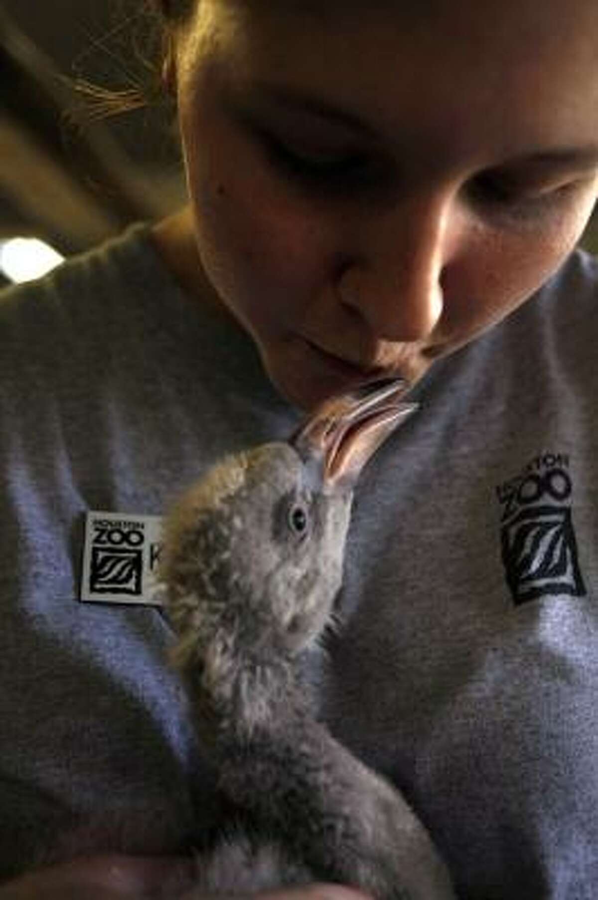 Kirsten Thoede, an intern at the Houston Zoo, kisses one of the seven newly hatched Chilean flamingos Tuesday before its daily walk to the exhibit.