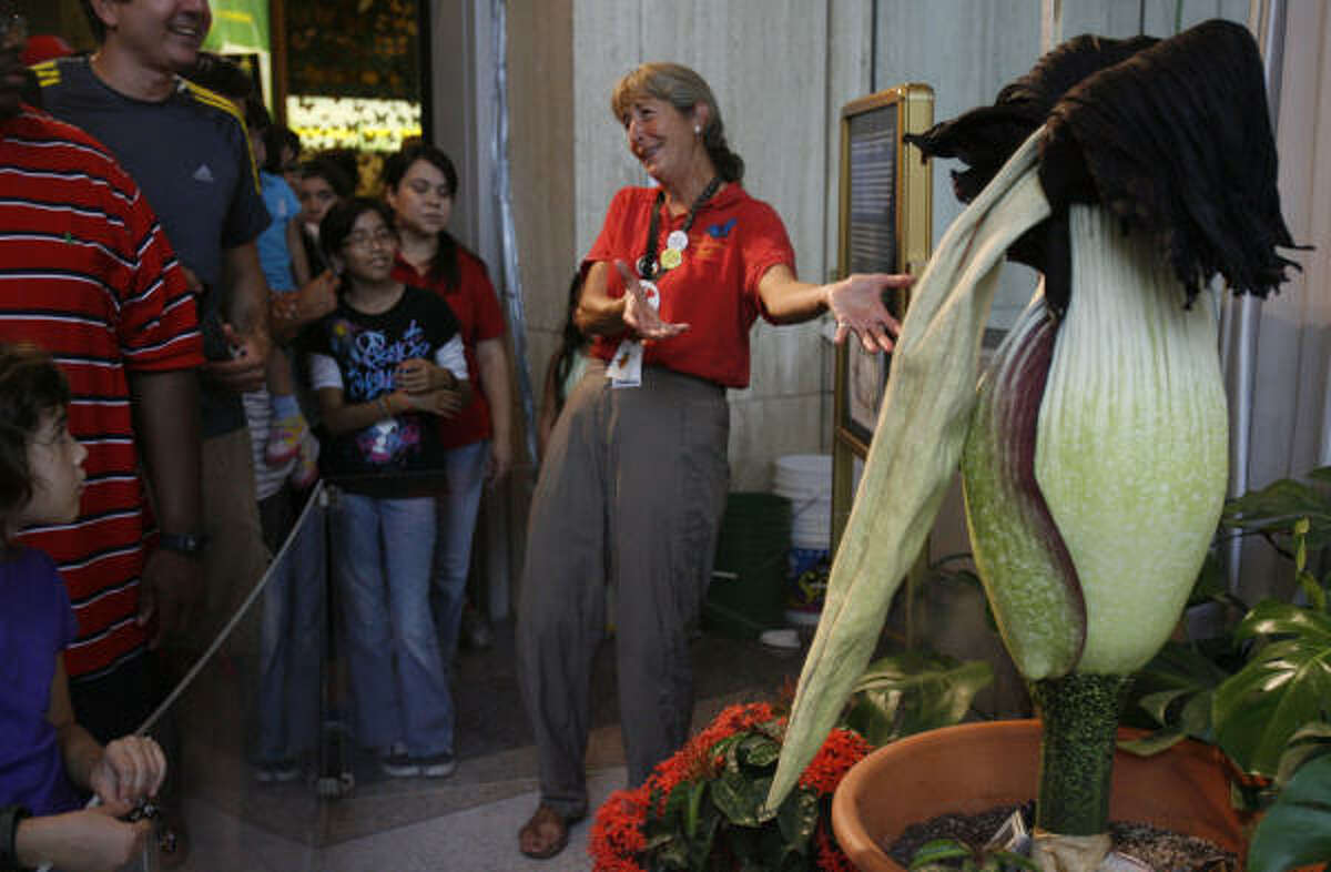 JULY 25: "Meet the corpse of our corpse flower," Nancy Greig, director of the Cockrell Butterfly Center, tells the crowd viewing a limp Lois after its bloom at the Houston Museum of Natural Science.