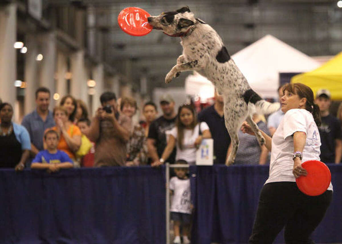 "Gabe" and handler Pennie Mahon compete during the Best in Show competition.