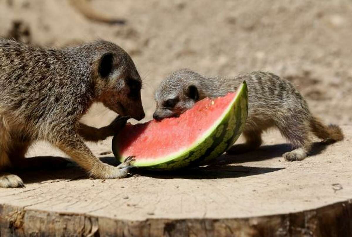 An adult and baby meerkat cool down as they eat a watermelon given to them by their keepers at ZSL London Zoo in England.