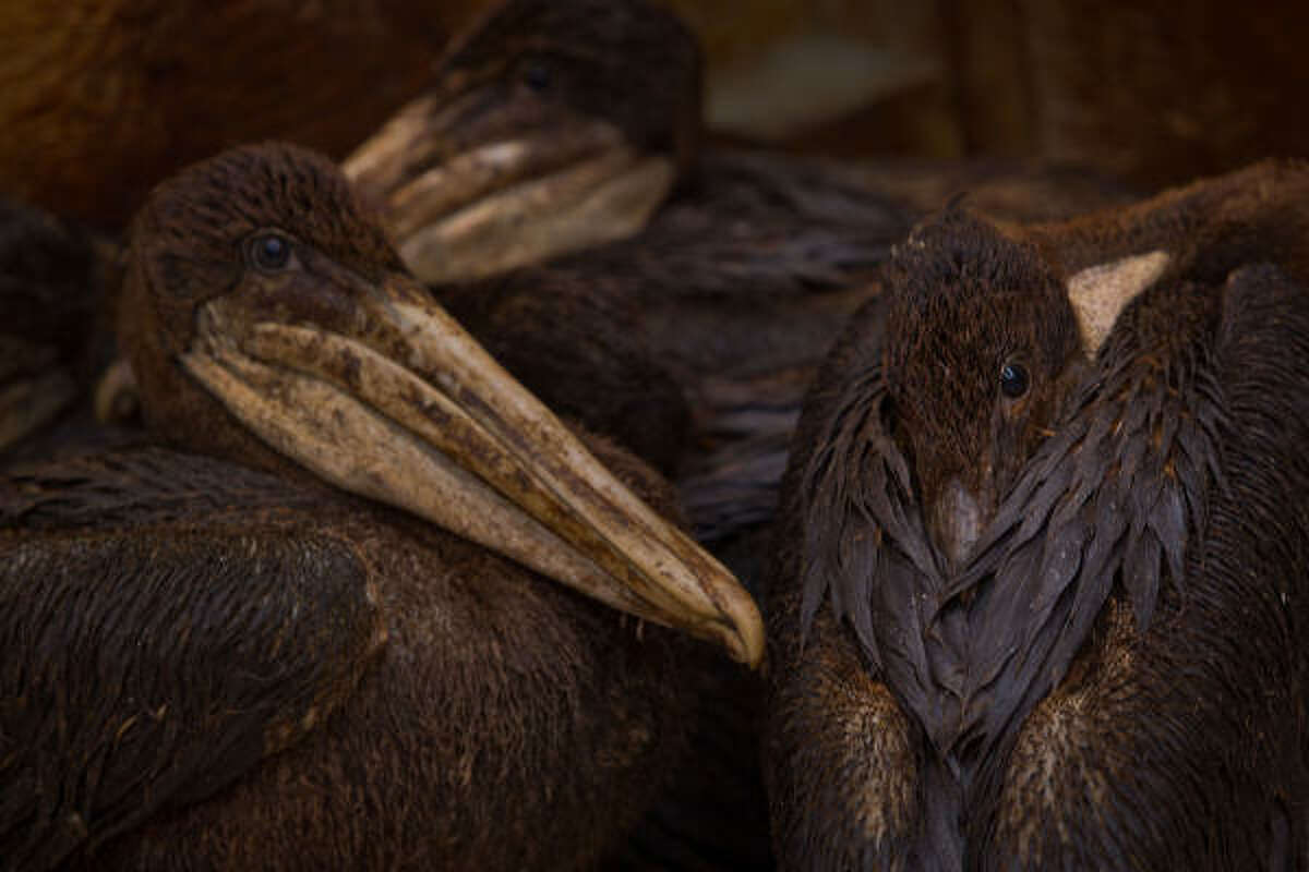 Oiled Brown Pelicans wait to be cleaned at the Fort Jackson Bird Rehabilitation Center.