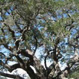 The secrets of Texas history told through its famous trees - Houston ...