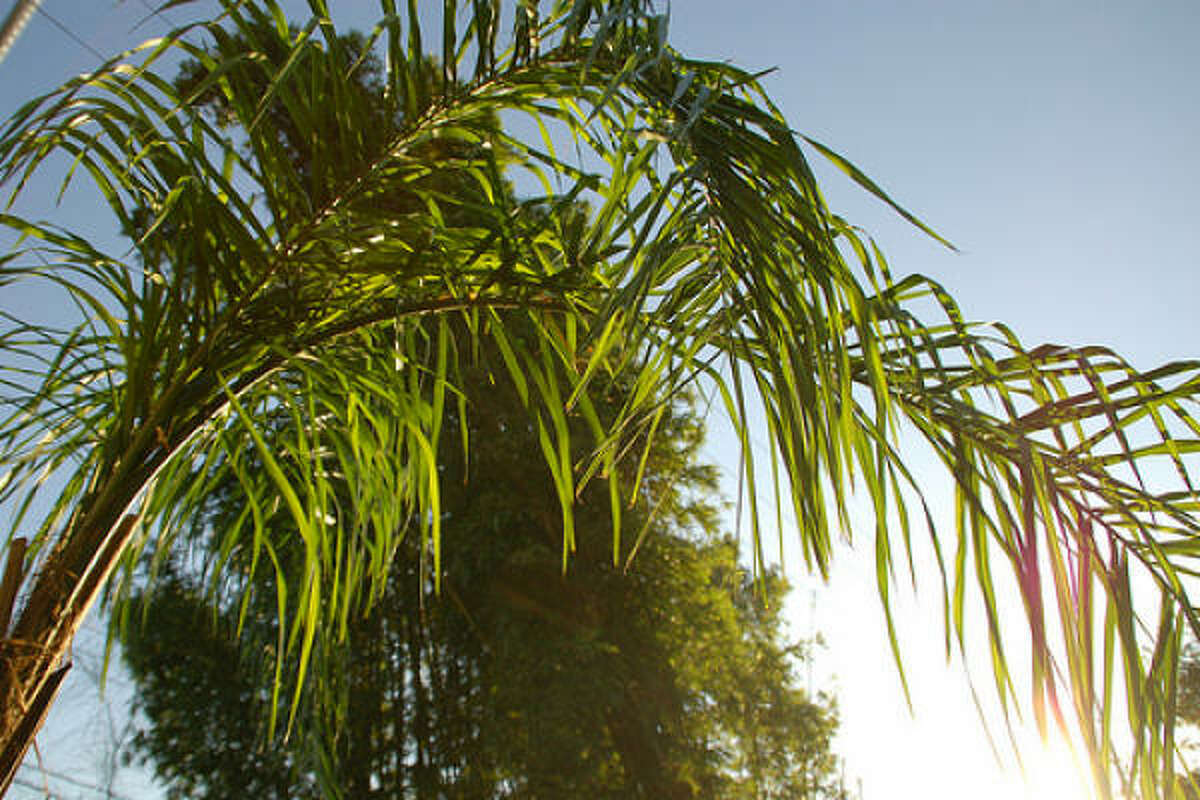 dead palm trees houston