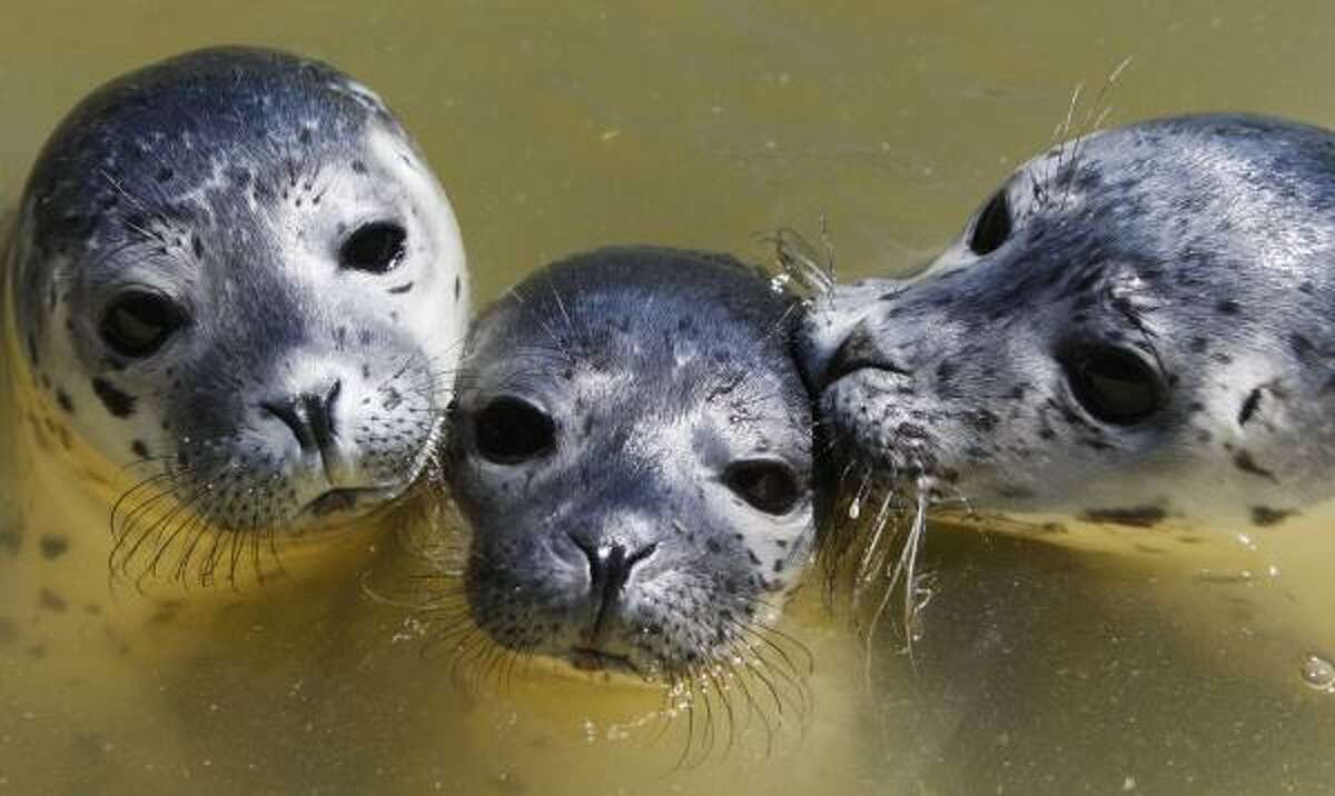 Baby animals on parade