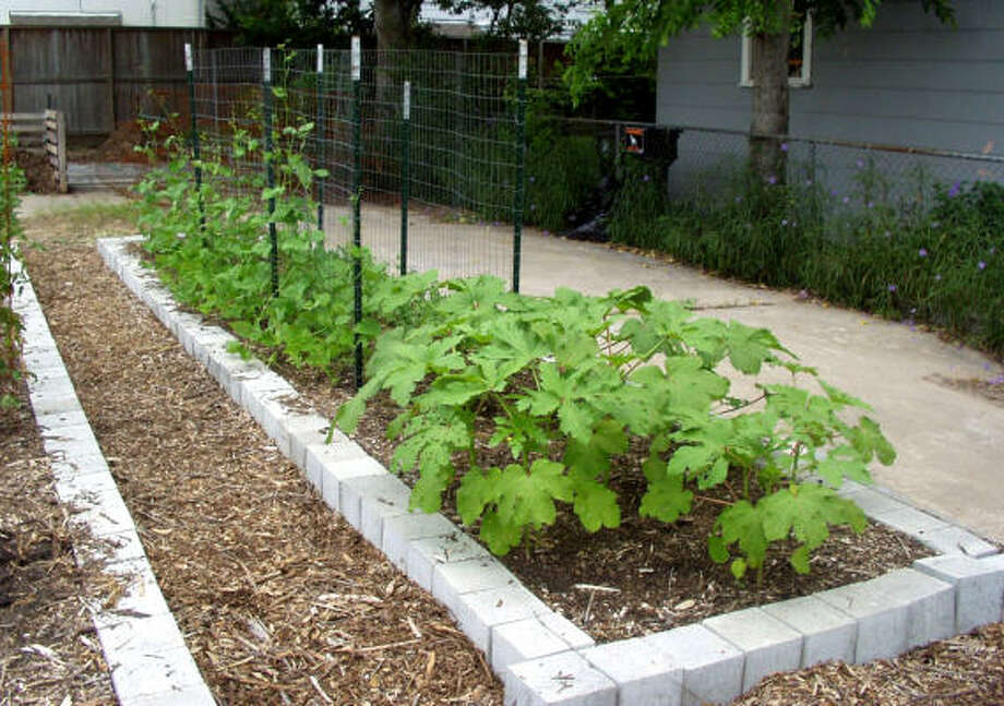 8 Necessities For Vegetable Gardening Houston Chronicle