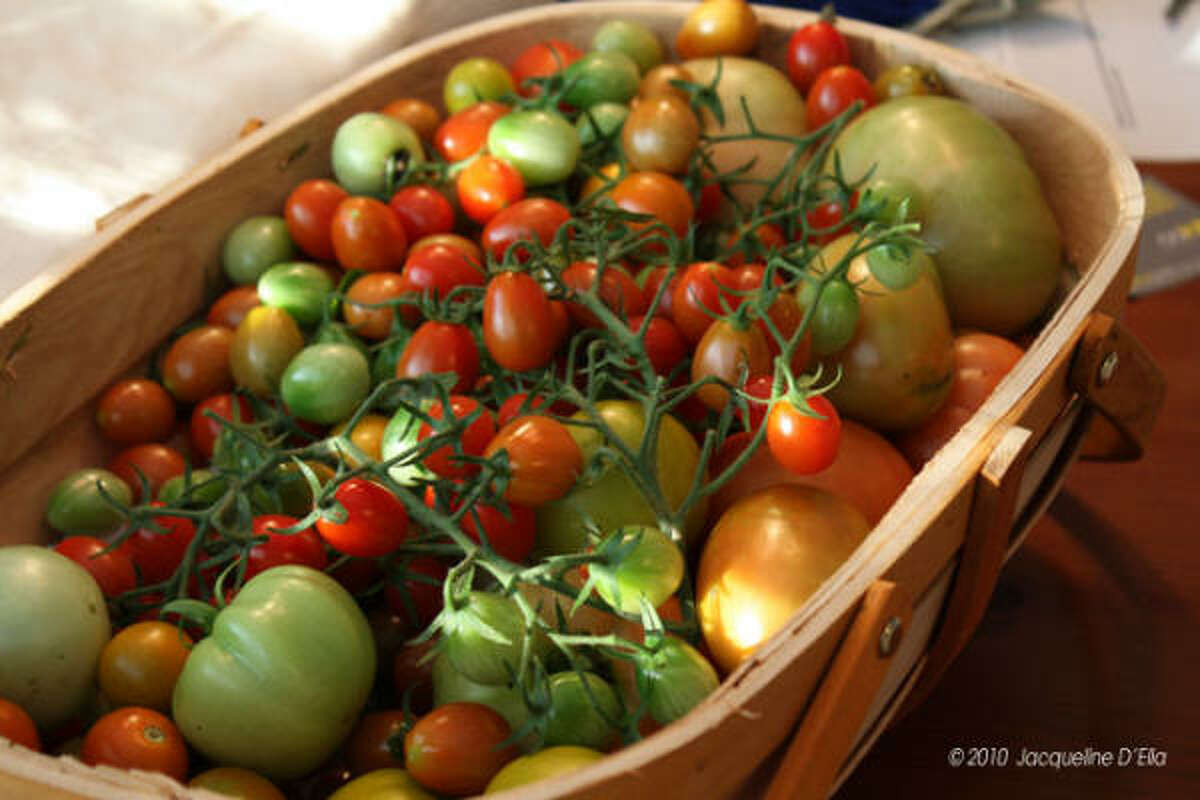 A basket of freshly picked tomatoes.