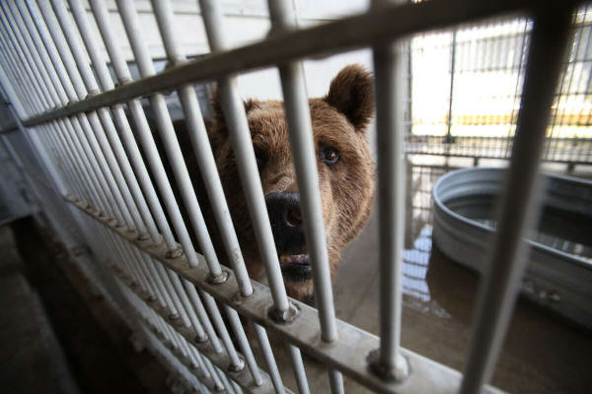 'Betsy the Bear', a rescued bear by Houston SPCA, looks out of her cage on Tuesday, May 25, 2010.