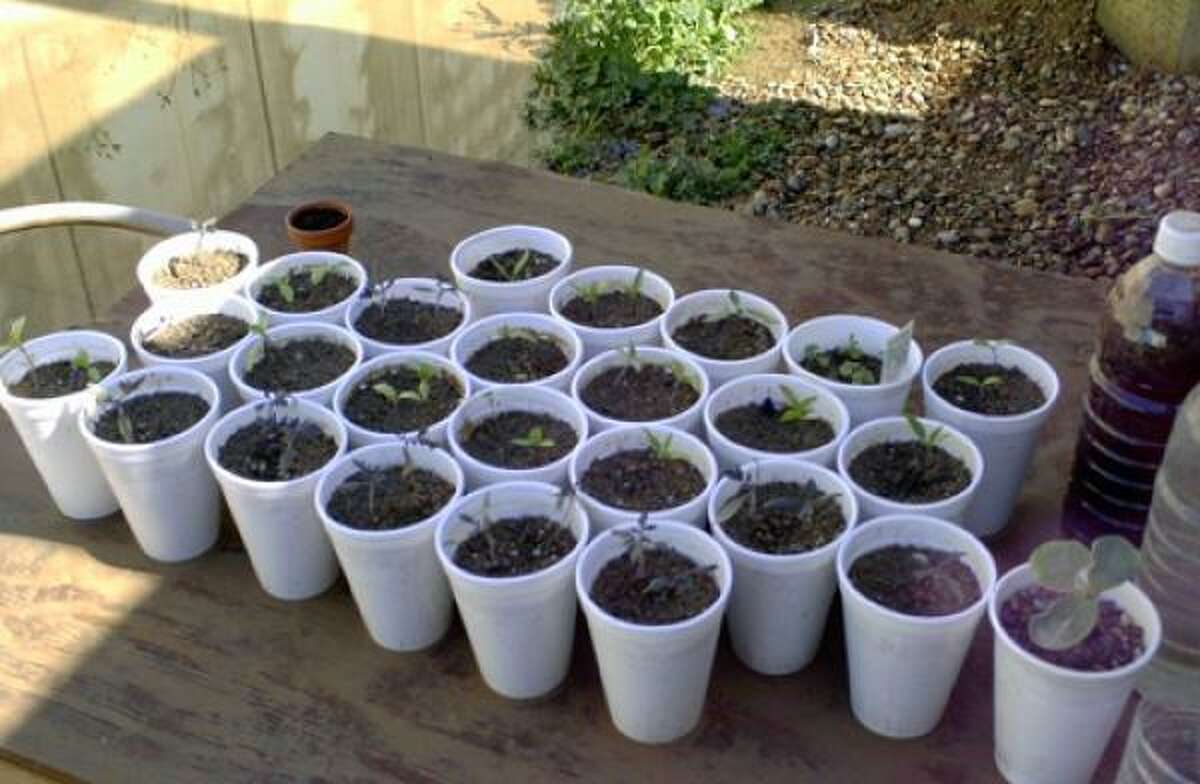 Makeshift starter pots. Read the story | Garden journal | Submit your garden photos | Houston Plant Database | HoustonGrows.com