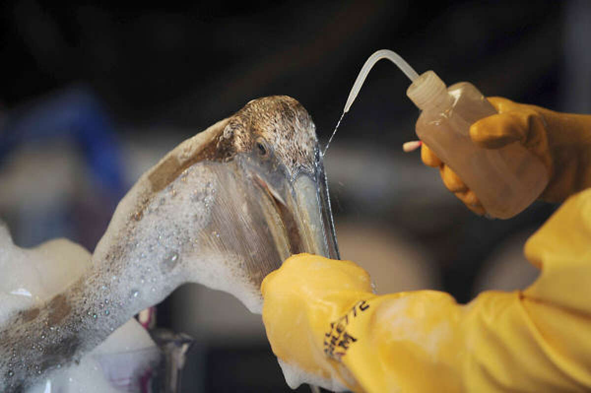 Dr. Erica Miller, a member of the Louisiana State Wildlife Response Team, cleans oil from a pelican on May 15 at the Clean Gulf Associates Mobile Wildlife Rehabilitation Station at Ft. Jackson in Plaquemines Parish, La.