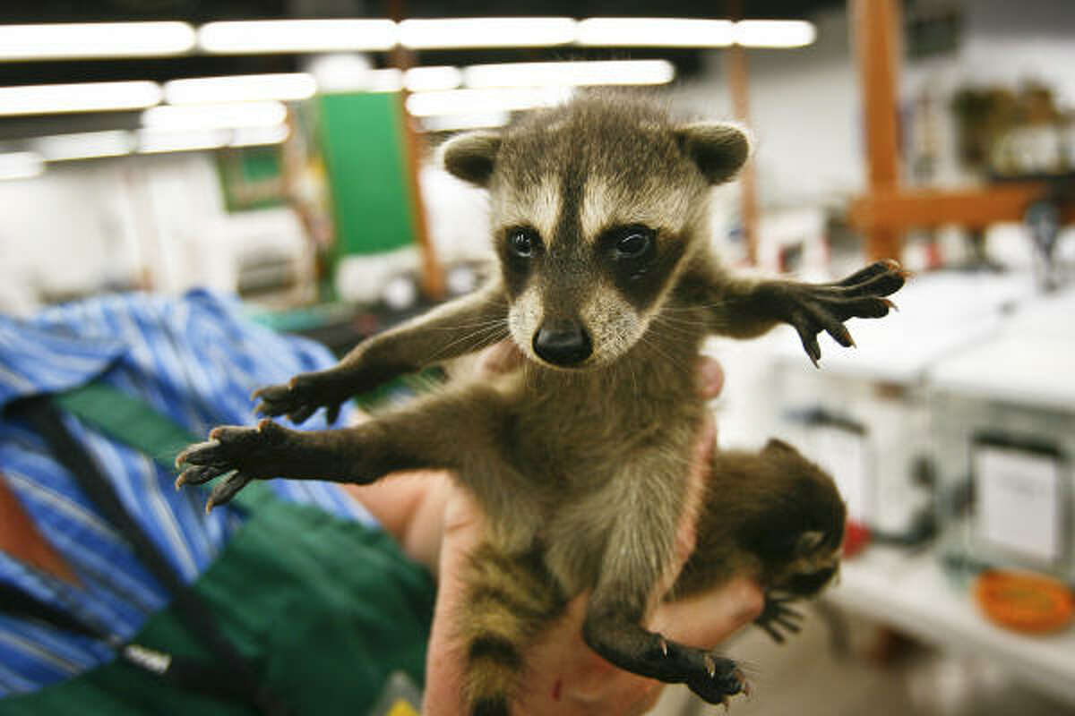 Sheryl Rogers holds a baby raccoon before feeding it a meal of dog food. To help animals like this raccoon, go to http://wrande.org/.