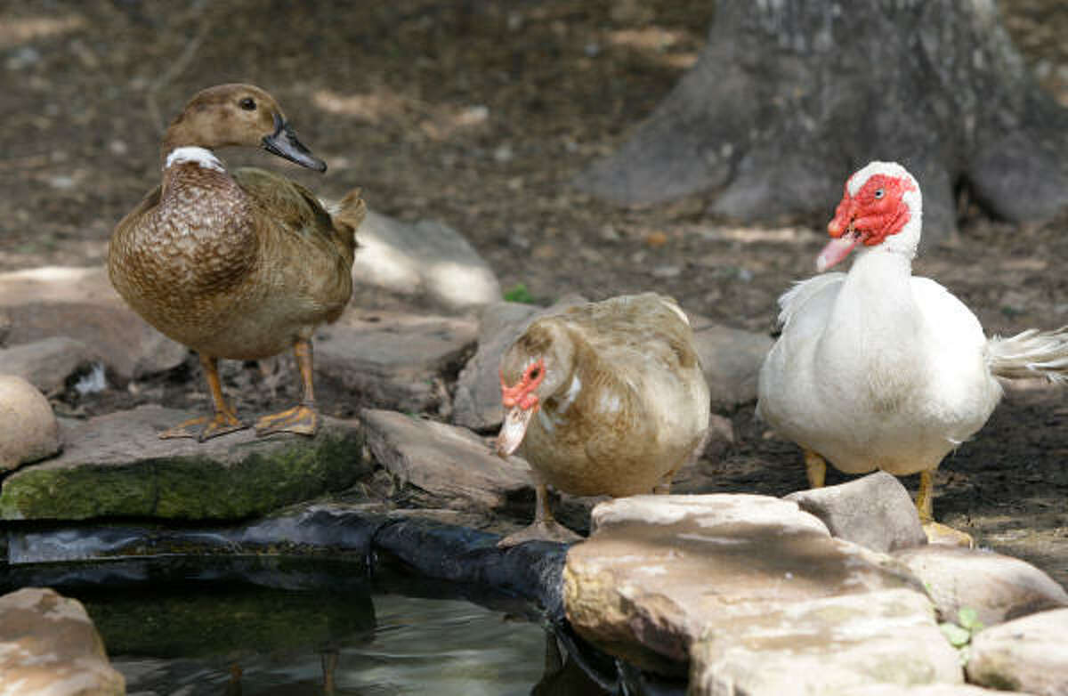 New changes to Houston's park rules could mean you'll see fewer Muscovy ducks.
