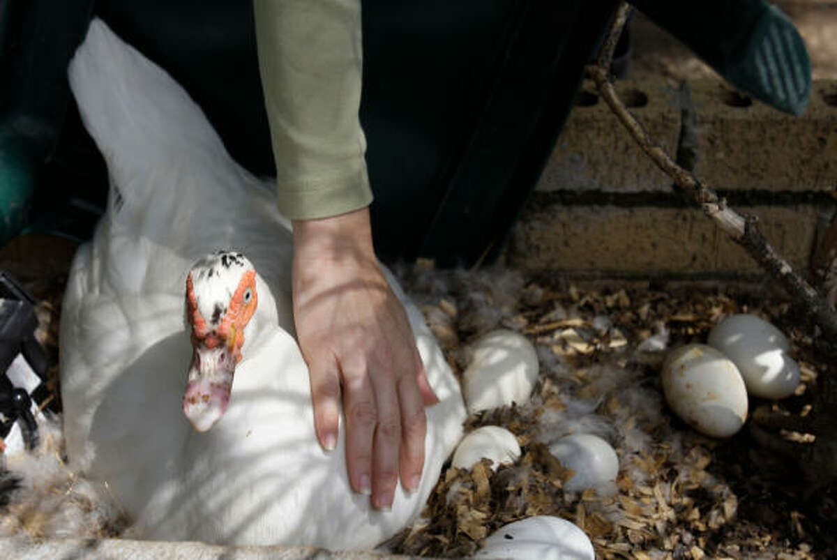 Muscovies widely are bred for show purposes — the breed was officially recognized as early as 1874 — said Brush, a Fort Worth-area resident whose organization oversees poultry competitions. The ducks also have been bred as pets for centuries.