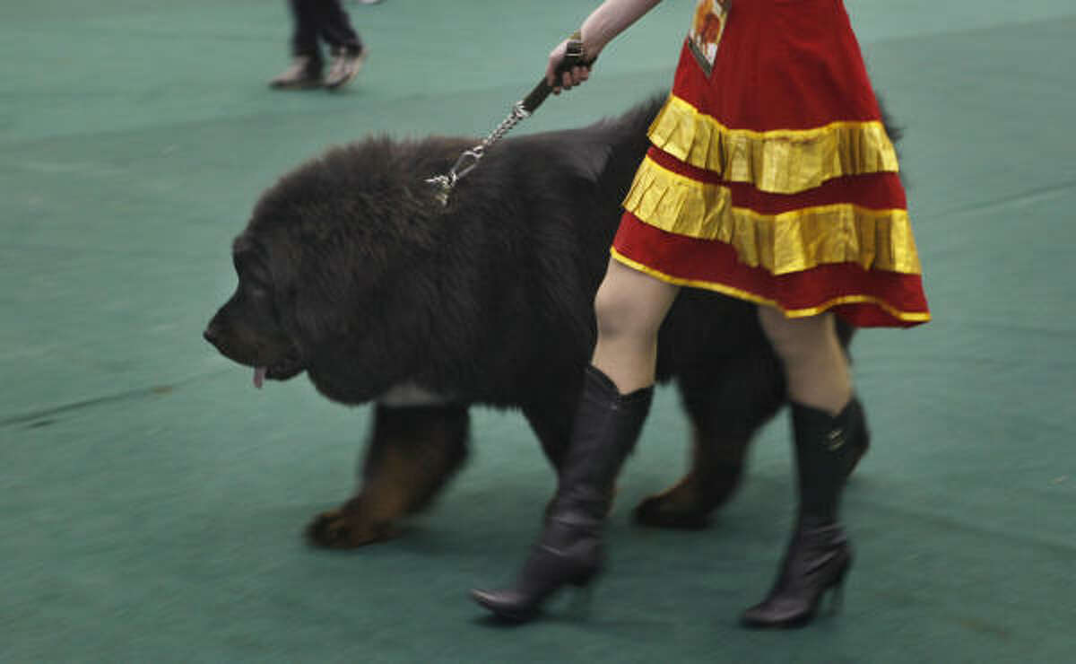 Hundreds of the hairy dogs were on hand, and owners and handlers marched the most expensive ones down catwalks as though they were fashion models. Some carried the names of wealthy Americans like "Warren Buffett," while others were called "God" and "Prince," according to an AP story. Read Chi-Chi Zhang's story.