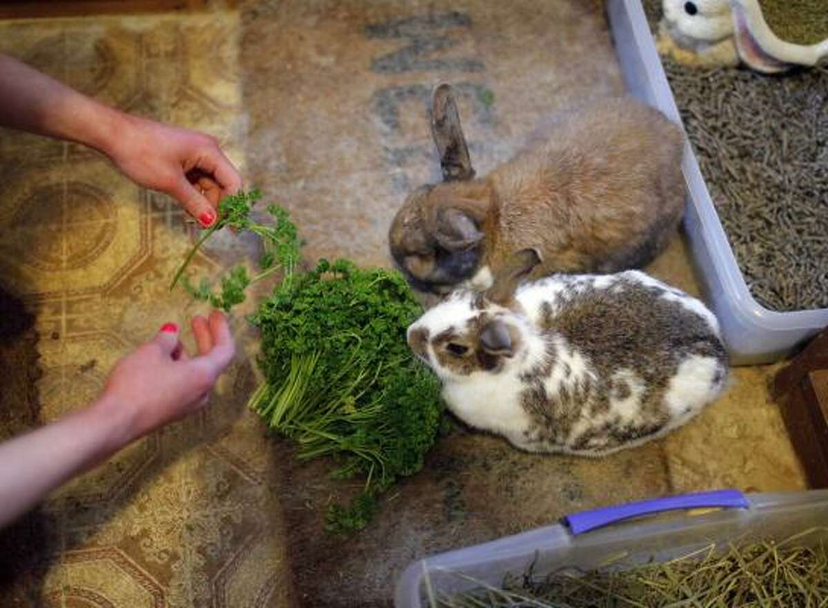Erin Seeherman, a visitor from Philadelphia, feeds rabbits at the Bunny Museum in Pasadena, Calif. Guinness World Records dubbed The Bunny Museum the largest in 1999 when there were only 8,437 items in the house.