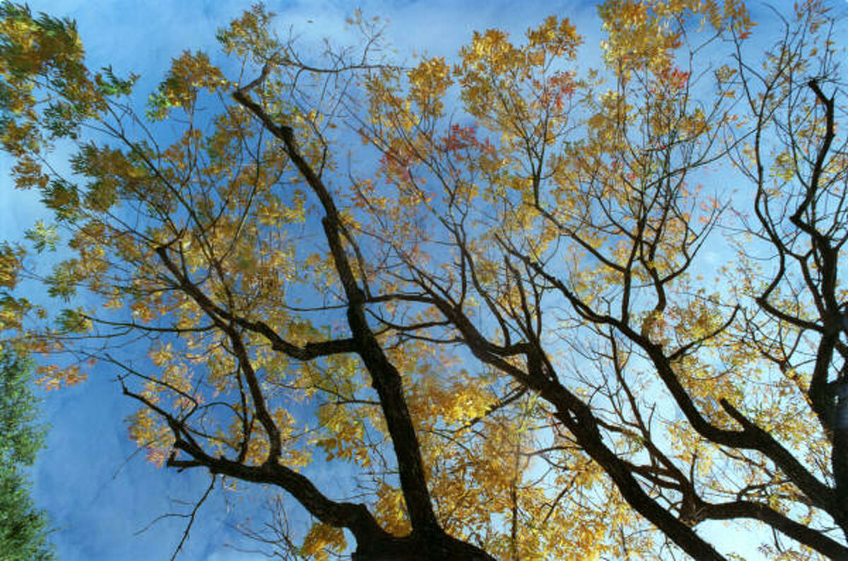 Trees that make you sneeze
