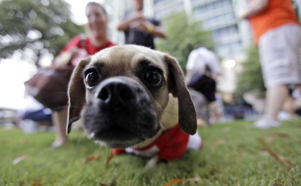 Ballpark dogs