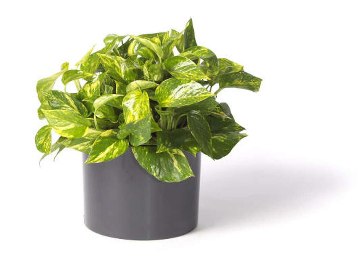 Golden pothos More: Top 10 indoor plants | 31 succulents for containers | Houston Plant Database | HoustonGrows.com