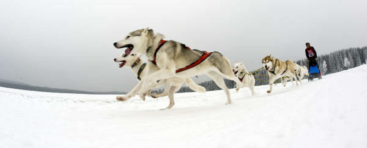 A musher an his dog-sled team compete during the 18th dog sledding in Benneckenstein in central Germany on Sunday. Some 54 mushers with more than 200 sledge dogs took part in the event.