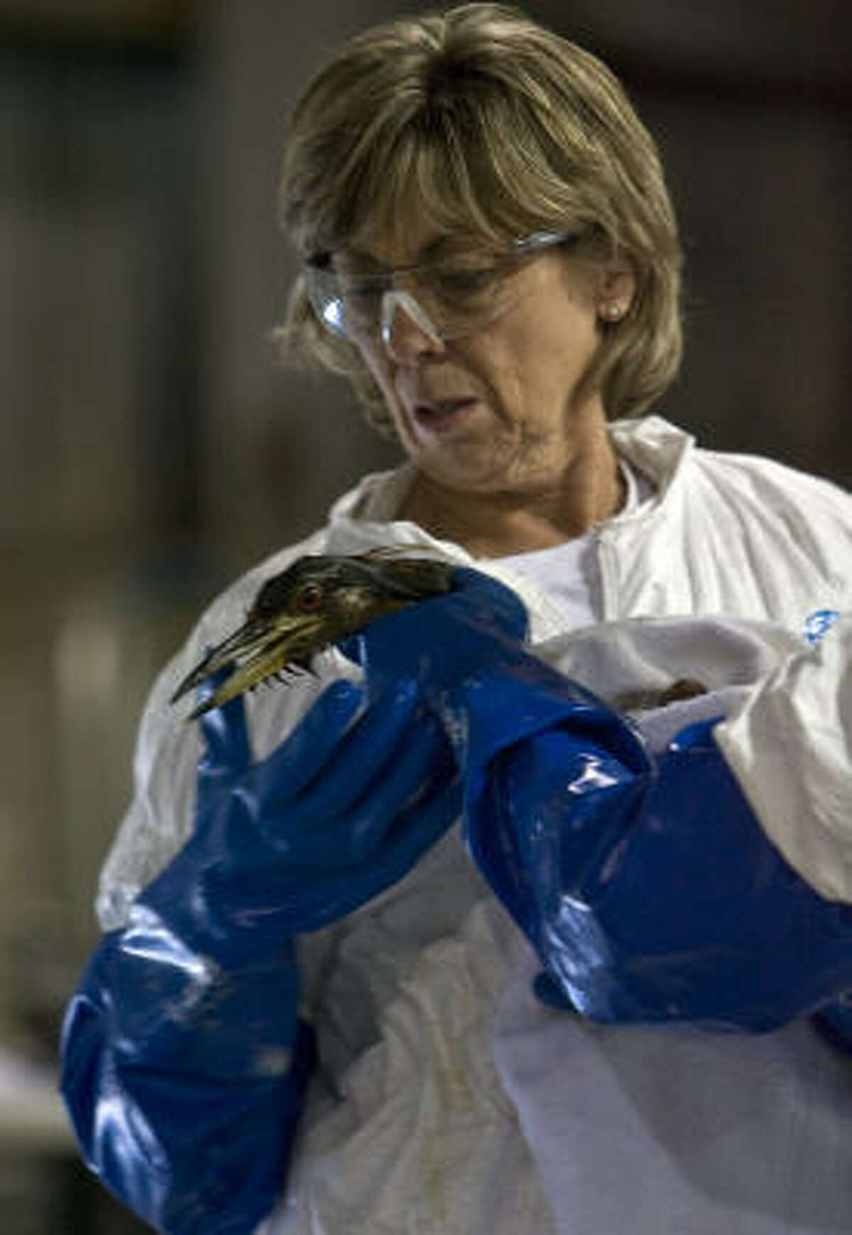 Linda Holmes with Wildlife Response Services cleans a Yellow Crowned Night Herring which was covered in oil.