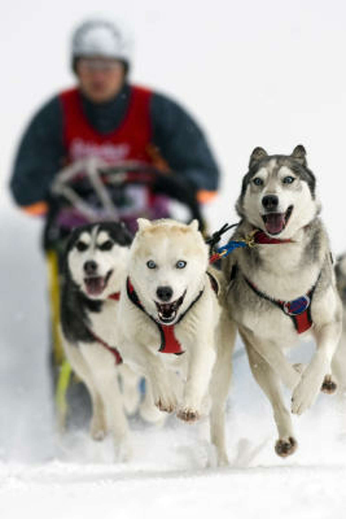 A musher an his dog-sled team compete during the 18th dog sledding in Benneckenstein, Germany.