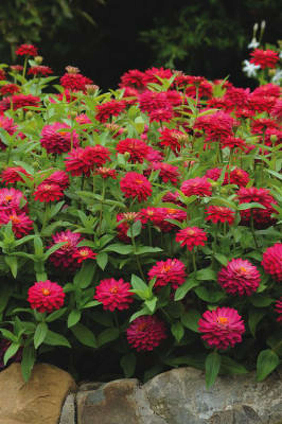 'Double Zahara Cherry' zinnia has plump 2 ½-inch blooms on 12-inch plants. This heat-tolerant sun lover is disease resistant.