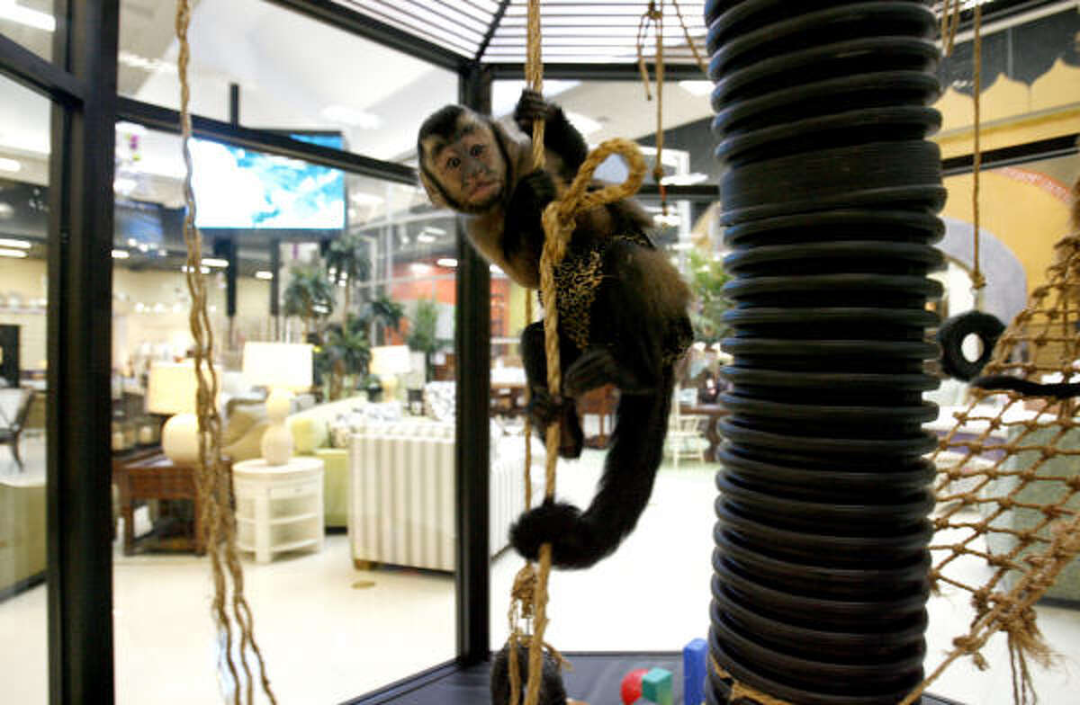 Gallery Furniture monkeys