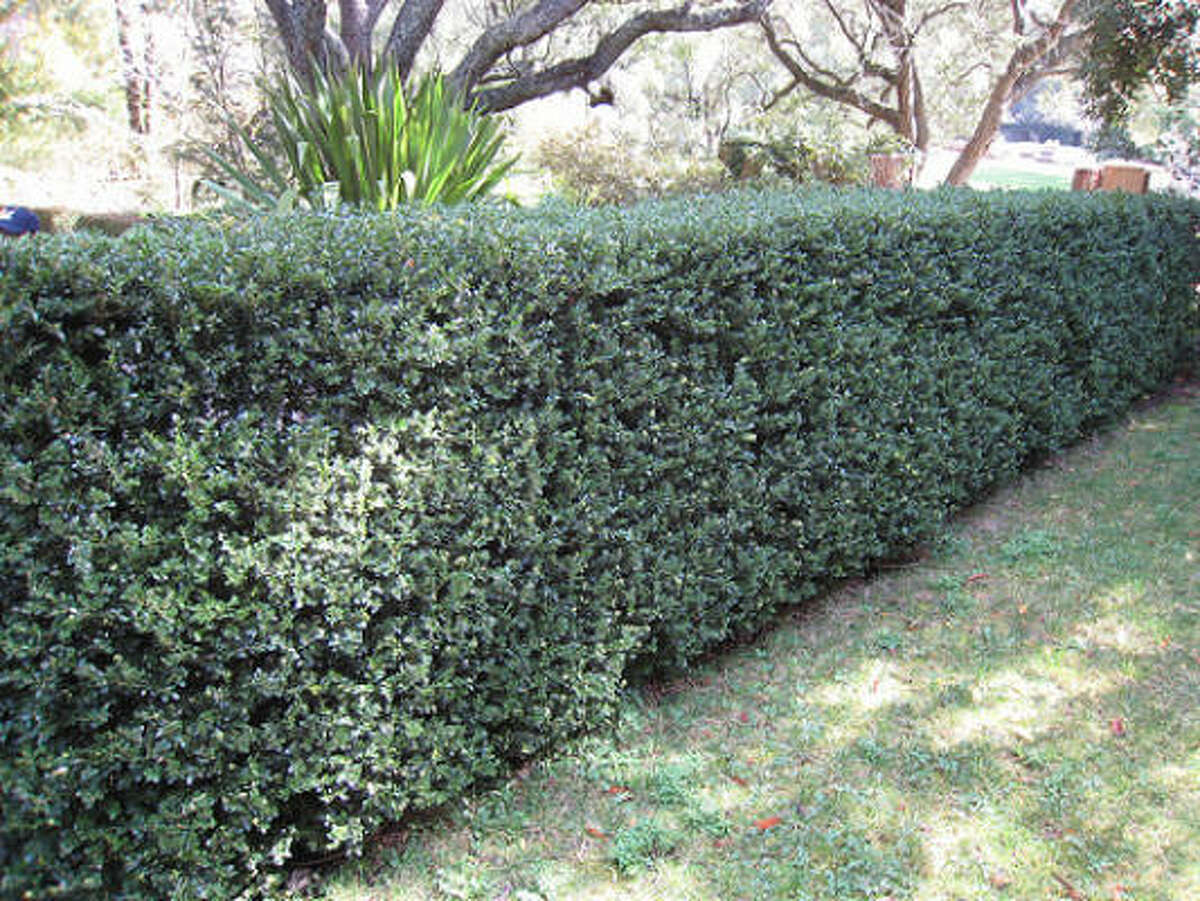 Plants that survived Houston's 2010 freeze