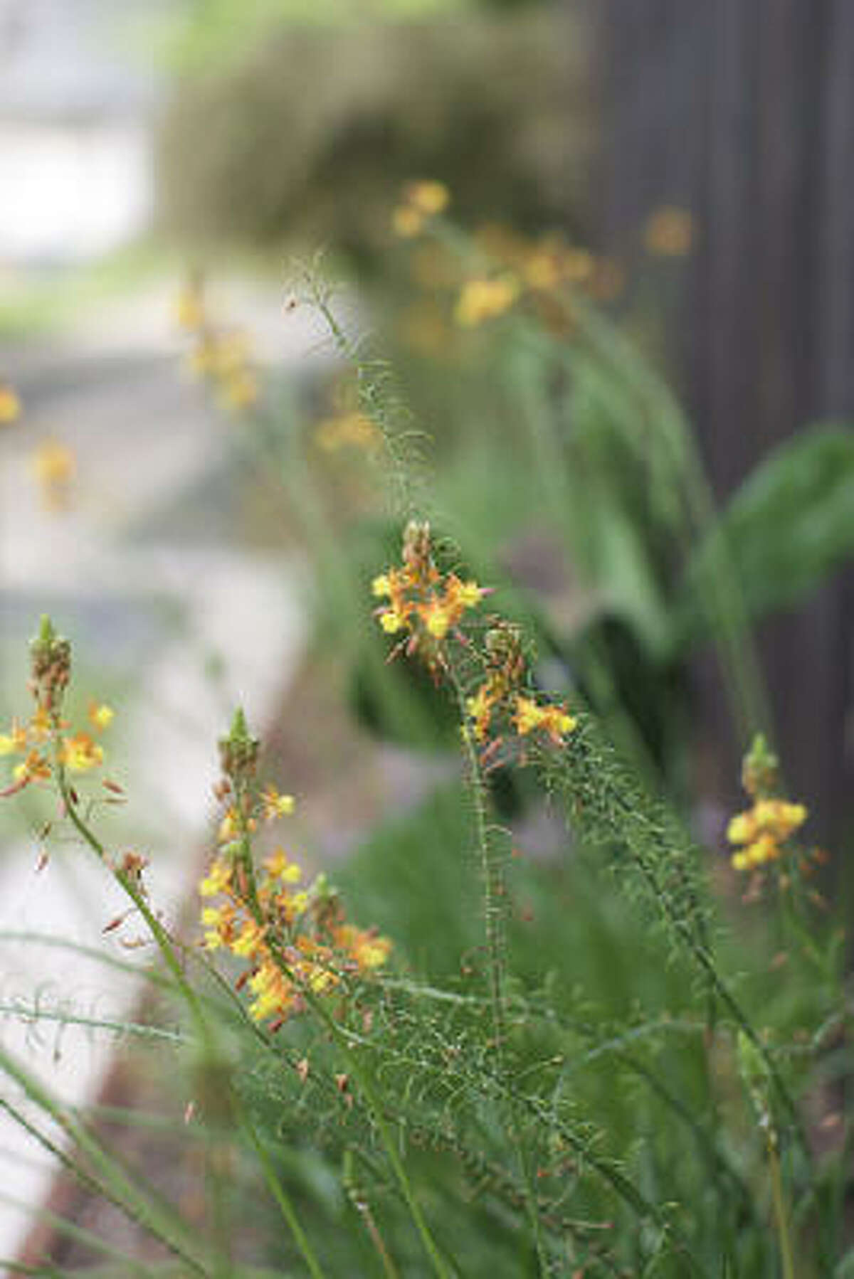 Plants that survived Houston's 2010 freeze