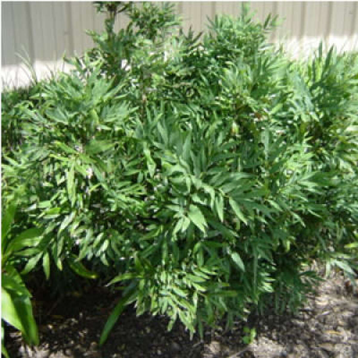 Plants that survived Houston's 2010 freeze