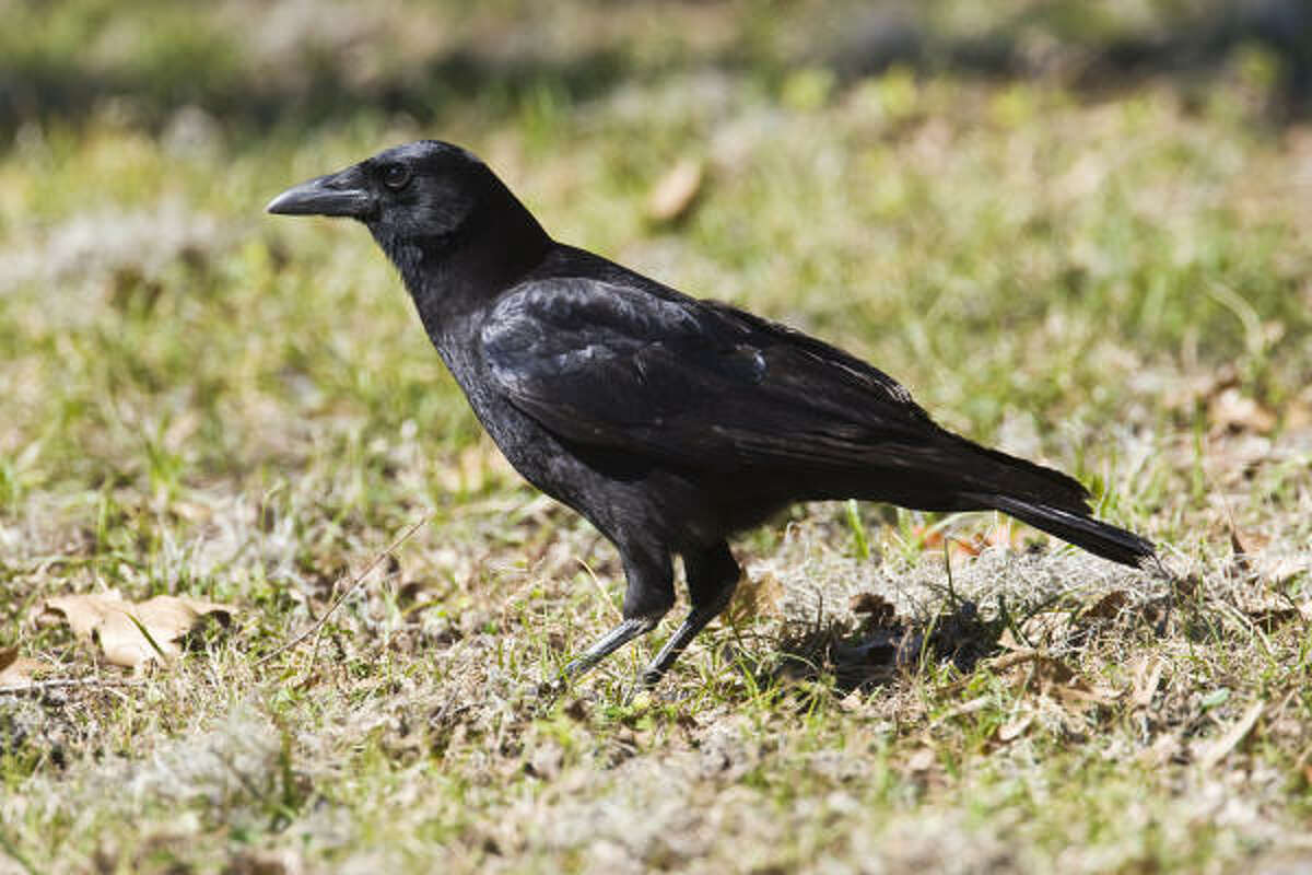 Nature The crow an allAmerican bird