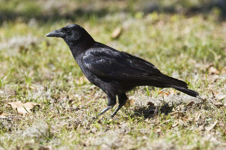 Nature The crow — an allAmerican bird Houston Chronicle