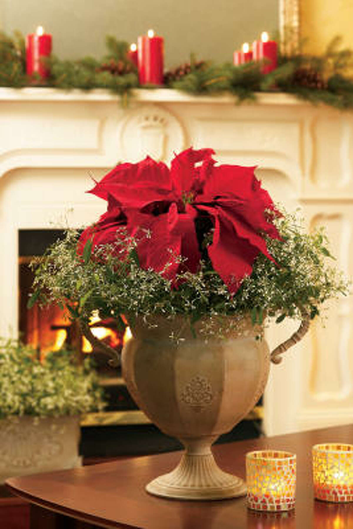 'Diamond Point' poinsettia pairs nicely with another euphorbia, 'Diamond Frost.' New ideas for poinsettia arrangements | How to keep my poinsettia after Christmas? | 2009 Christmas tree farm list | Holiday plant FAQ | Video: Make an easy holiday topiary | Gallery: Holiday wreaths | Submit your garden photos | Houston Plant Database | HoustonGrows.com