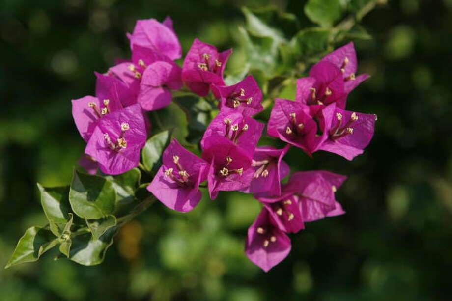What's eating my bougainvillea? Houston Chronicle