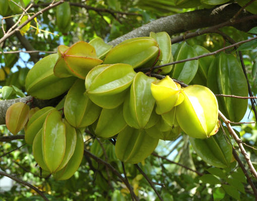 Take a chance on tropical fruits