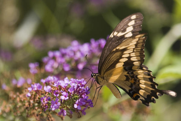 Butterflies are the prettiest of insects