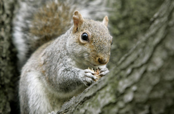 Are Squirrels Stripping Bark Off Walnut Tree 