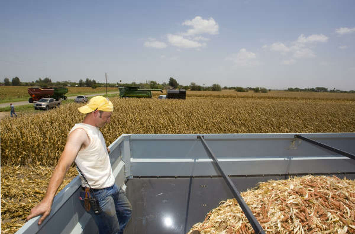 Salton Willems helps gather ﻿corncobs left from harvest ﻿Wednesday in Santa Rosa, ﻿near Harlingen. The cobs, already stripped of kernels, are used for conversion into ethanol. ﻿