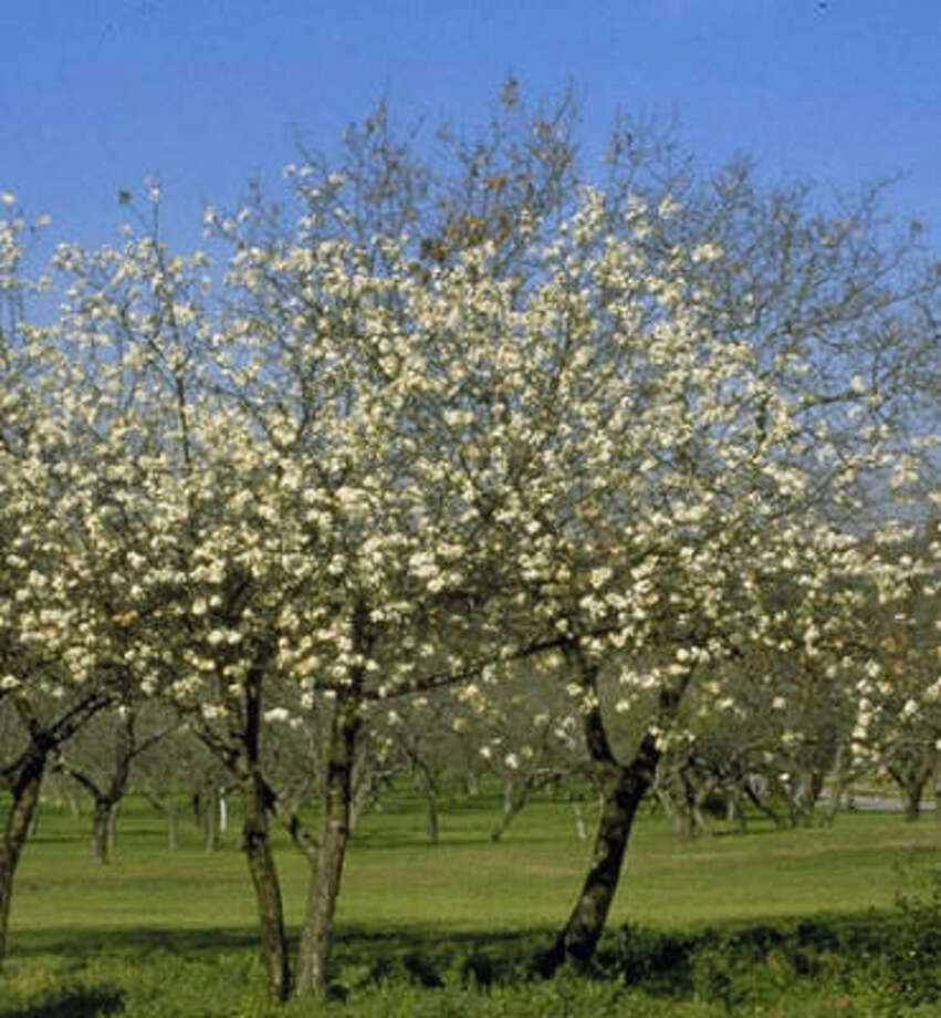 How to scarify seeds of Mexican plum tree? Houston Chronicle