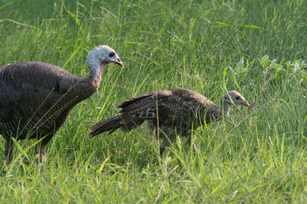 Tompkins Turkeys in Texas, Kentucky tale of two states