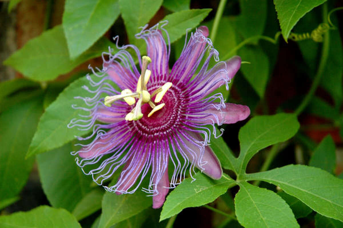 How To Tell When Passion Fruit Is Ripe 