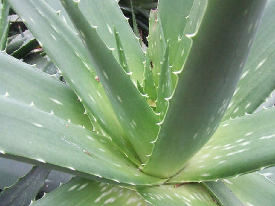 Why Do Aloe Vera Plants Get Black Spots Houston Chronicle