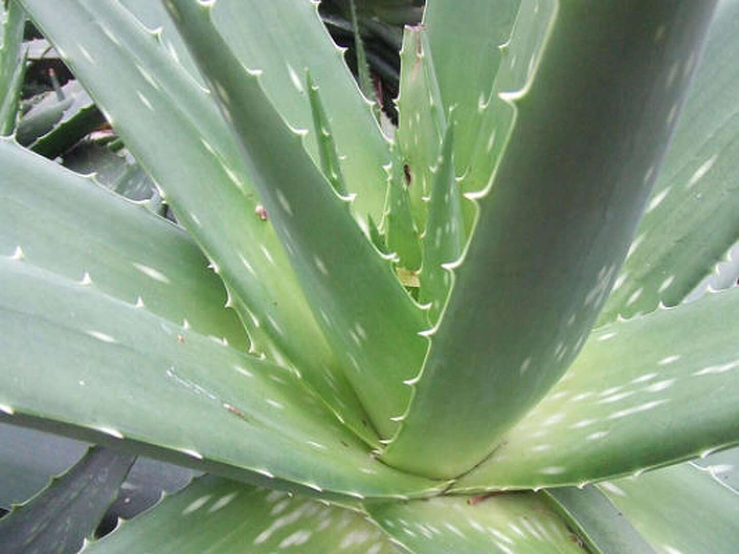 Why do aloe vera plants get black spots?
