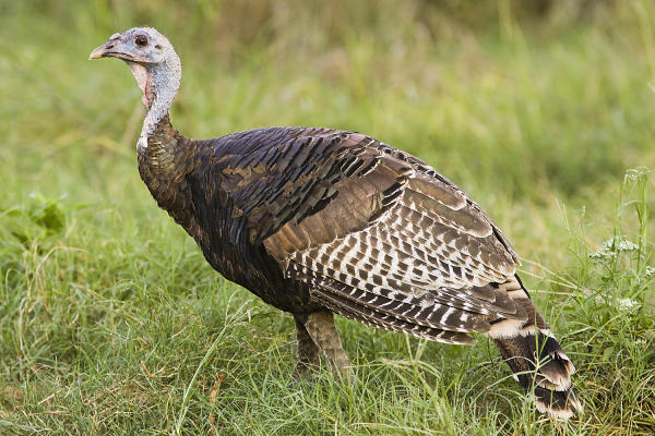 The Turkey Was Almost Our National Bird Houston Chronicle