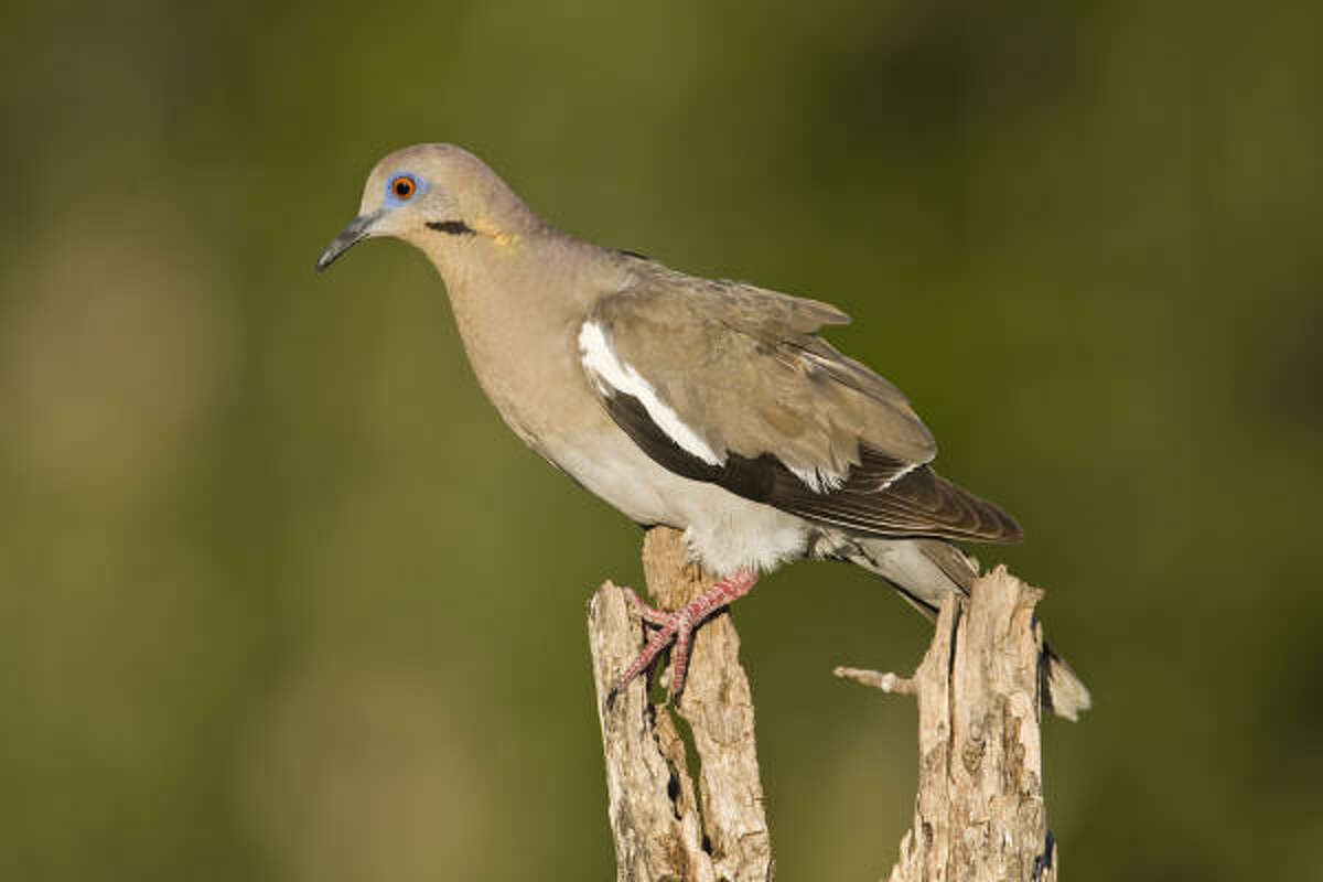 White-winged doves have been expanding their range into the state for the past 30 years.