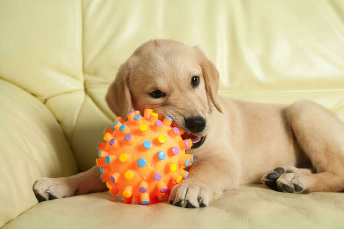 Bill Rafferty recommends “the basic big, hard toys” made for dogs.