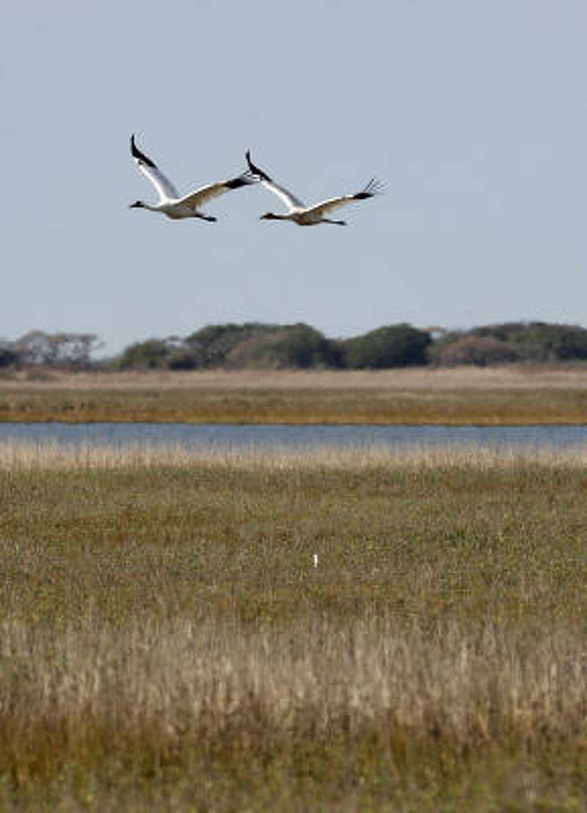 Two whooping cranes fly over the grassland of the Aransas National Wildlife Refuge in December 2008. Last winter was a difficult one for the cranes.